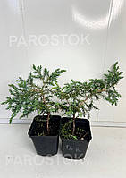Можжевельник Блю Карпет (Juniperus squamata 'Blue Carpet') 15-20 см