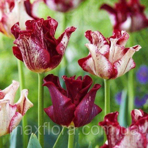 Тюльпан Striped Crown 8/10, фото 1