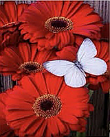 Набор Алмазная мозаика вышивка Красная гербера с бабочкой на подрамнике полная 5d 30х40