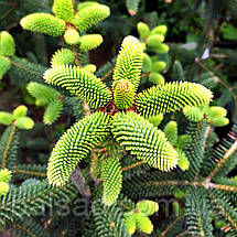 Ялиця іспанська Серенада / С12 / h 50-60 / Abies pinsapo Serenade, фото 6
