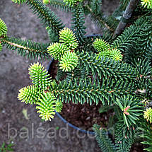 Ялиця іспанська Серенада / С12 / h 50-60 / Abies pinsapo Serenade, фото 5