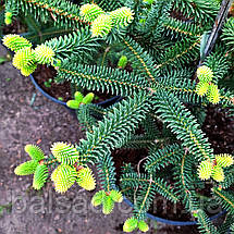 Ялиця іспанська Серенада / С12 / h 50-60 / Abies pinsapo Serenade, фото 3