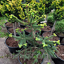 Ялиця іспанська Серенада / С12 / h 50-60 / Abies pinsapo Serenade, фото 4