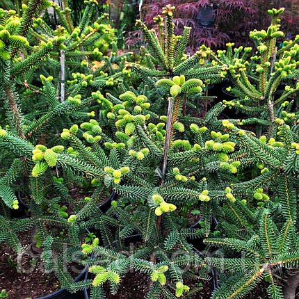 Ялиця іспанська Серенада / С12 / h 50-60 / Abies pinsapo Serenade, фото 1