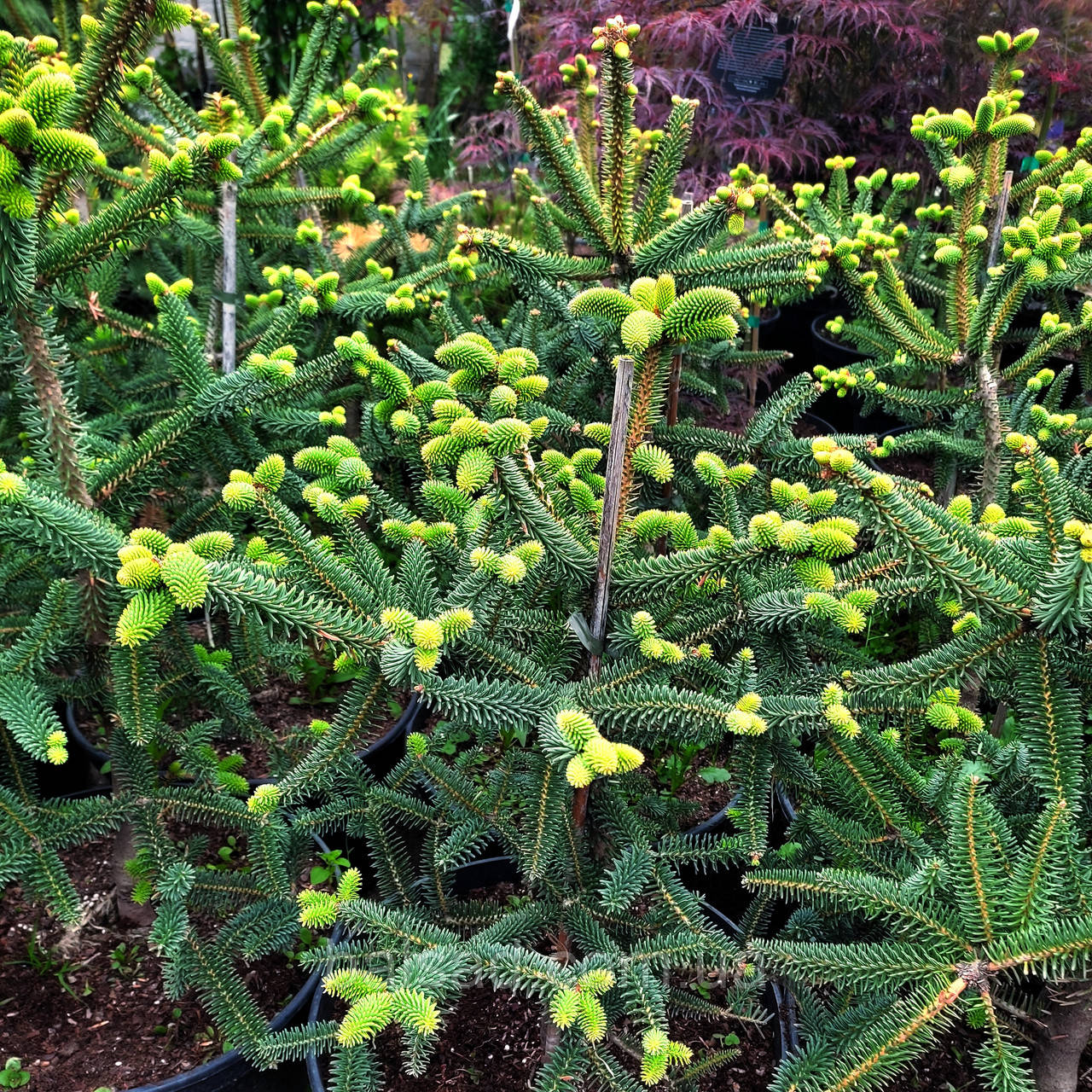 Ялиця іспанська Серенада / С12 / h 50-60 / Abies pinsapo Serenade