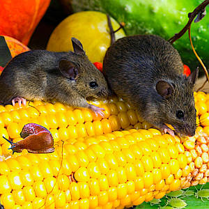 Захист від повзучих та літаючих