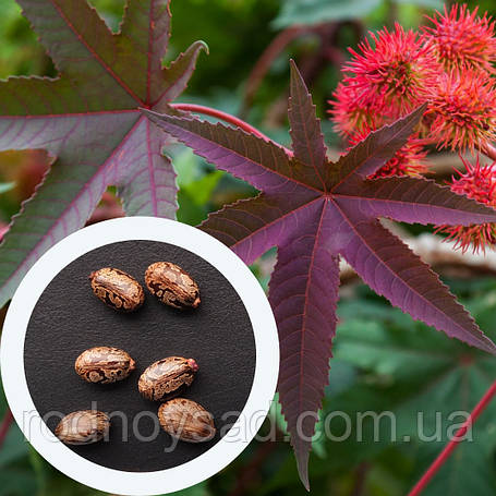 Насіння Кліщевини