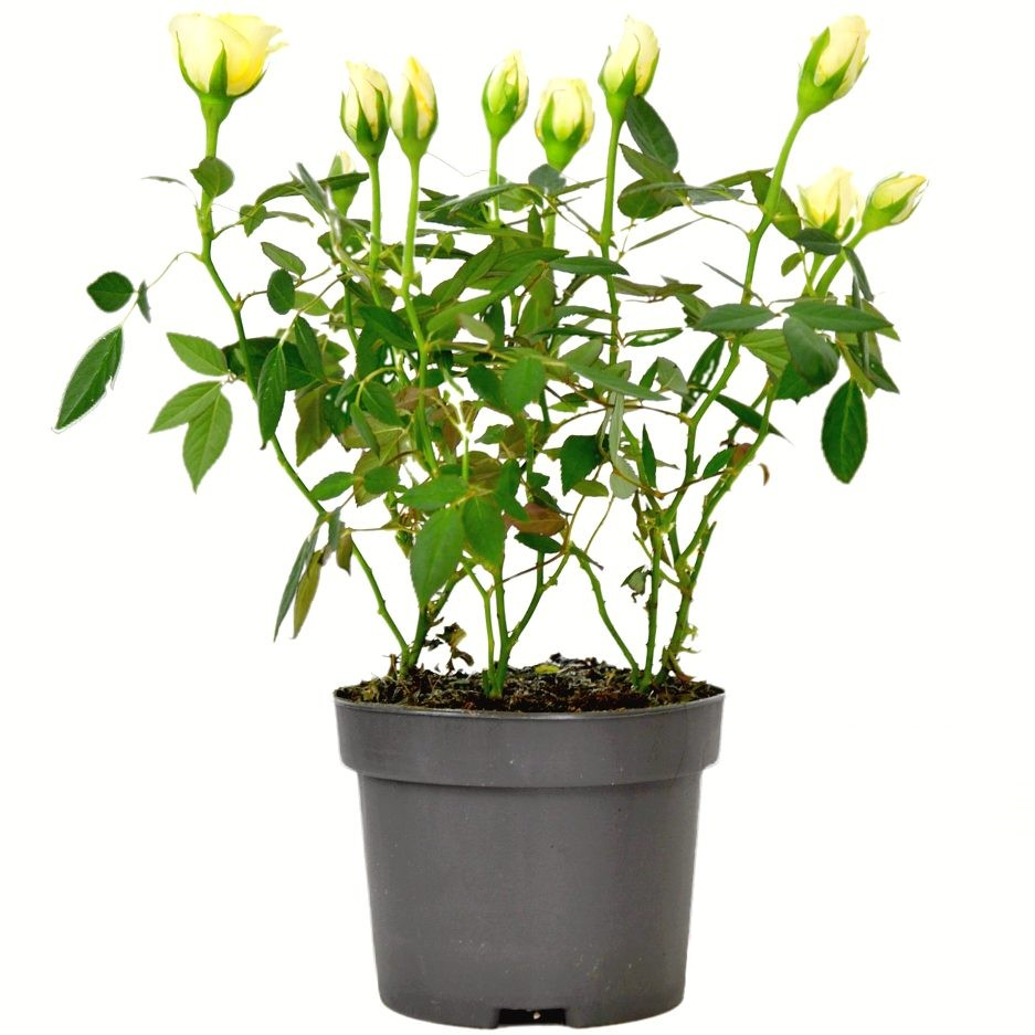 Саджанці троянди дрібноквіткової (спрей) Білої Р9, фото 1