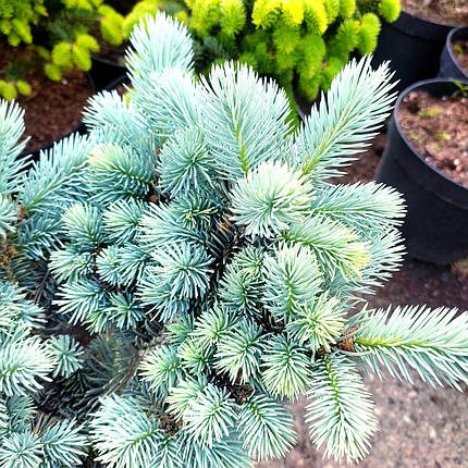 Ялина колюча Глаука Глобоза / С5 / d 20-30 / Picea Globosa, фото 2