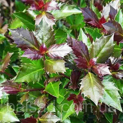 Падуб мезерва Хекенблау / Ilex meserveae Heckenblau, фото 1