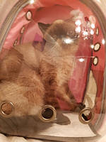 Рюкзак с иллюминатором для транспортировки кошек RESTEQ, дышащий прозрачный рюкзак для домашних животных