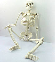 Большая модель скелета RESTEQ детализированная фигурка скелета анатомический скелет человека 45см SM_RES