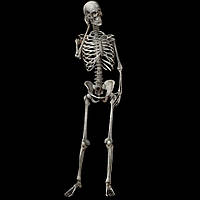 Большая модель скелета RESTEQ детализированная фигурка скелета анатомический скелет человека 90см SM_RES