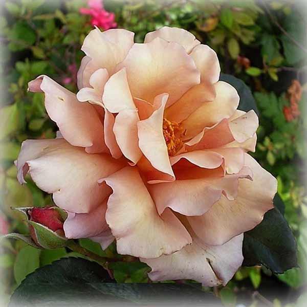 Троянда Джуліас Роуз (Julia's Rose), чайно-гібридна в контейнері