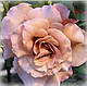 Троянда Джуліас Роуз (Julia's Rose), чайно-гібридна в контейнері, фото 4