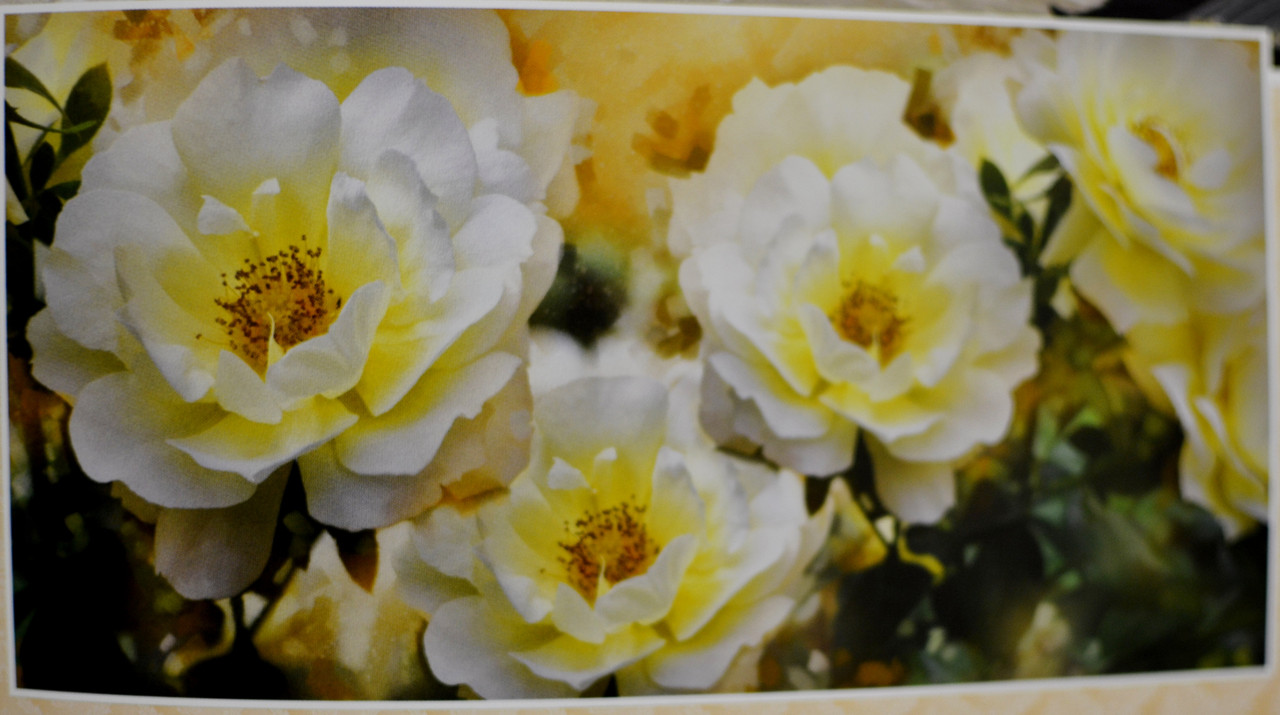 Готовые фотообои на стену Крупные цветы ПРЕСТИЖ №31 392смХ204см - фото 2 - id-p413432223