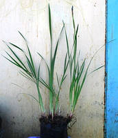 Ірис сибірський. Д12.