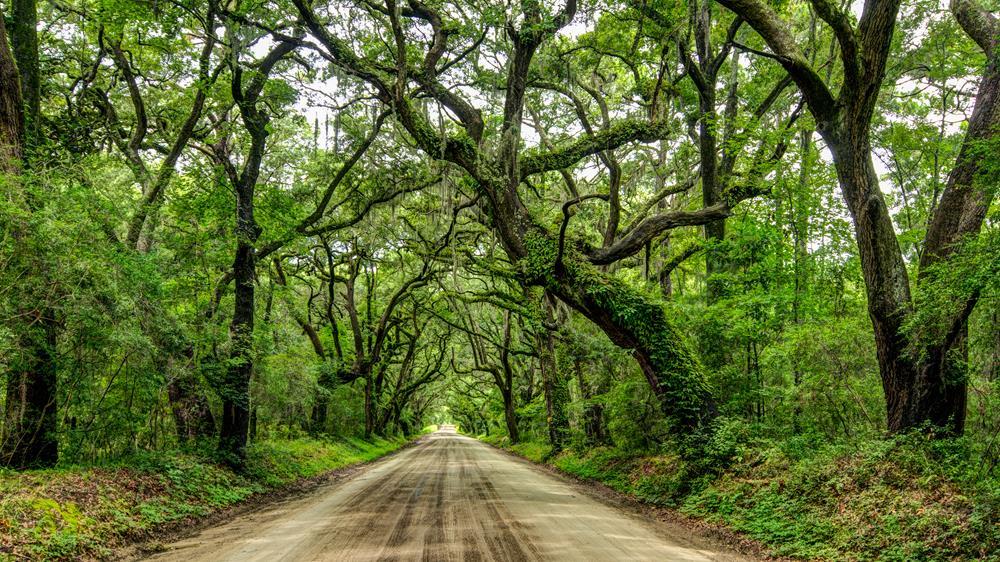 Картина на полотні "Природа" (N340), фото 1