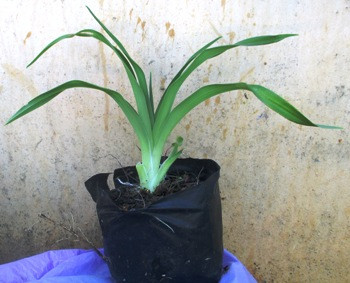 Лілейник Фулед Мі . У контейнерах Д12., фото 1