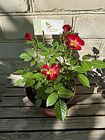 Троянда Еверглоу Рубі / Rosa Everglow Ruby ('Geus1713'pbr), С3, 3 роки, 20+ см