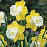 Нарцисс PIPIT 10/11, фото 2