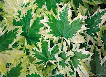 Клен Друммонді