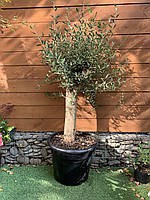 Оливковое дерево Florinda Olea europaea 210-220 см 35 л (RG201-1) KS, код: 7915590