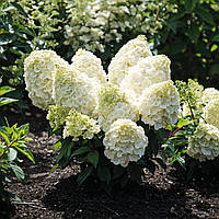 Гортензія волотиста Меджикал Мон Блан/ Hydrangea paniculata Magical Mont Blanc, С2, 3 роки