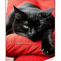 Алмазная мозаика Черный котик 30*40 Картины из алмазной вышивки на подрамнике круглыми стразами StrategGM85889