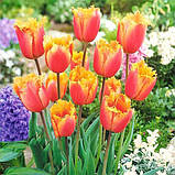 Тюльпан Lambada 12/+, фото 2