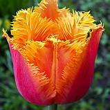 Тюльпан Lambada 12/+, фото 4
