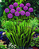 Алліум Purple Sensation 9/10, фото 3
