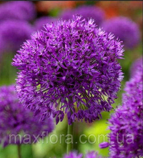 Алліум Purple Sensation 9/10
