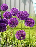 Алліум Purple Sensation 9/10, фото 4