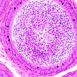 Бінокулярний мікроскоп MR-2073B, фото 7