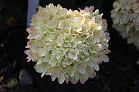 Гортензія волотиста Пінклайт/ Hydrangea Paniculata Gardenlight Pinklight, C3, 3-4роки