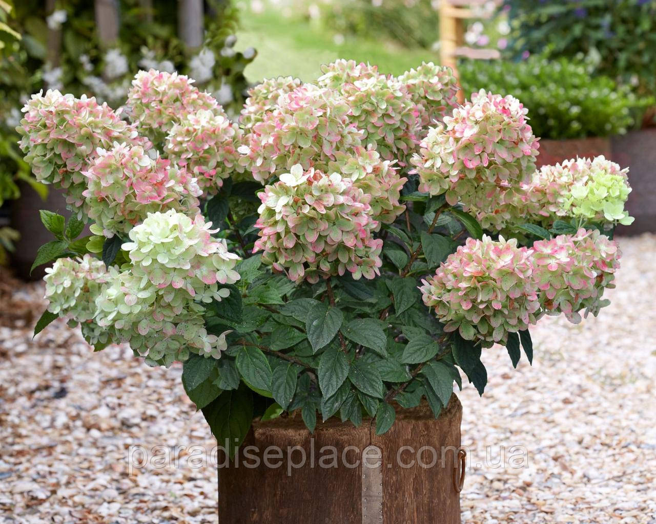 Hydrangea4936　0705 Гортензія волотиста Пінклайт/ Hydrangea Paniculata