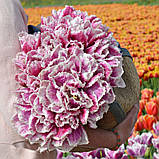 Тюльпан Hawaii 12/+, фото 5