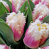 Тюльпан Hawaii 12/+, фото 4