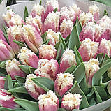 Тюльпан Hawaii 12/+, фото 6