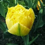 Тюльпан Exotic Sun 11/12, фото 6