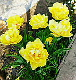 Тюльпан Exotic Sun 11/12, фото 3