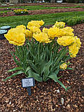 Тюльпан Exotic Sun 11/12, фото 2