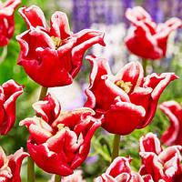 Тюльпан Elegant Crown 11/12