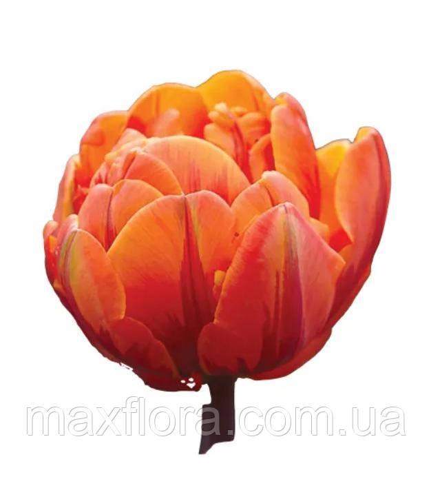 Тюльпан ORANGE PRINCESS 10/11, фото 1