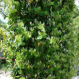 Декоративний виноград