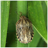 Клоп шкідлива черепашка – небезпечний шкідник зернових культур