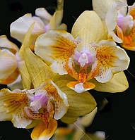 Орхидея подрлсток, фаленопсис Phal 5041 ароматная бабочка, желтая