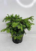 Ель обыкновенная Нидиформис (Picea abies "Nidiformis) 25 см