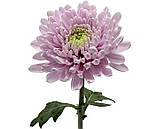 Хризантема Rossano Pink(Россано Пінк) одноголова, великобарвкова розсада, фото 2